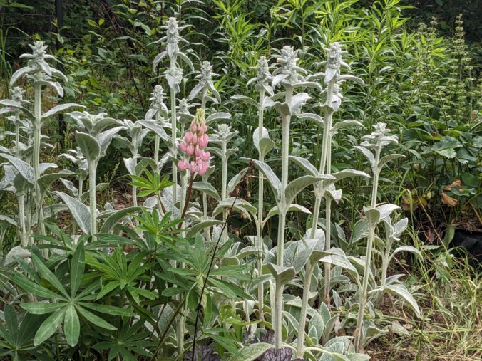 Gartenbilder-MissMinze