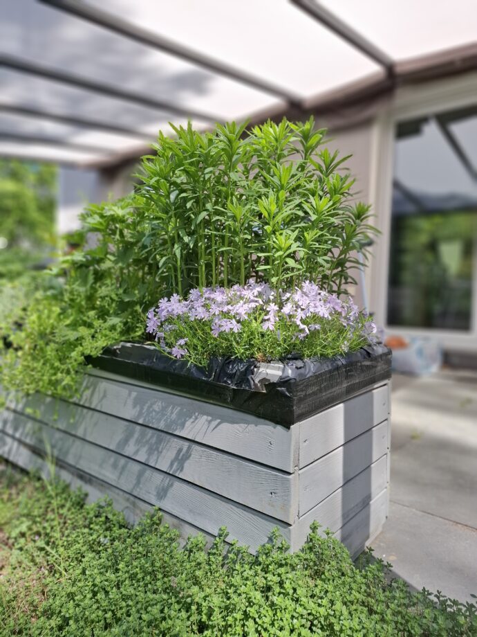 blumenkübel mit phlox