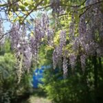 Garten im Mai