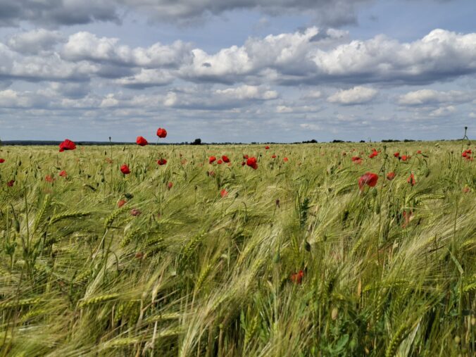 Kornfeld