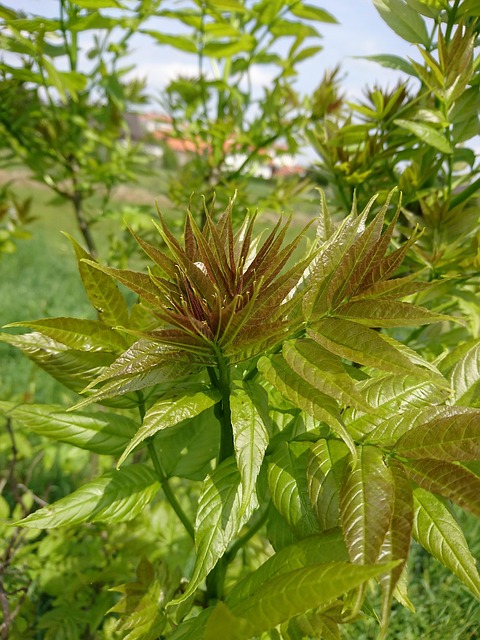 welche mittel helfen gegen den götterbaum