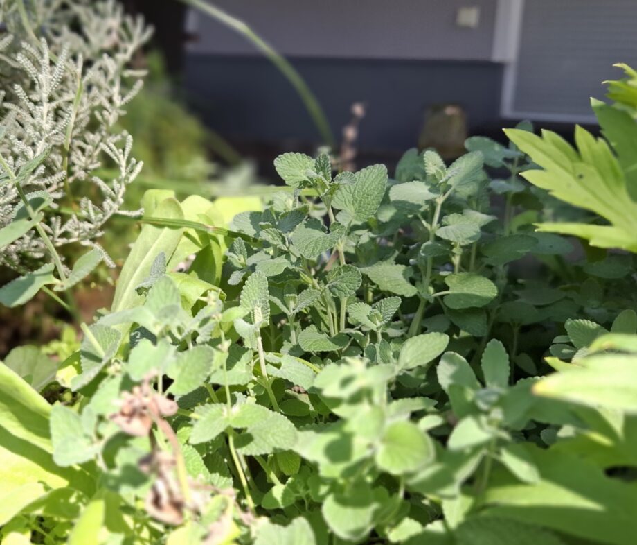 catmint