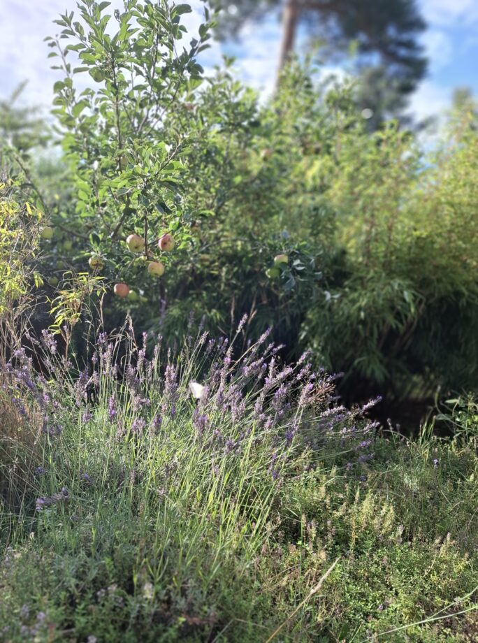 Lavendel unterm Apfelbaum