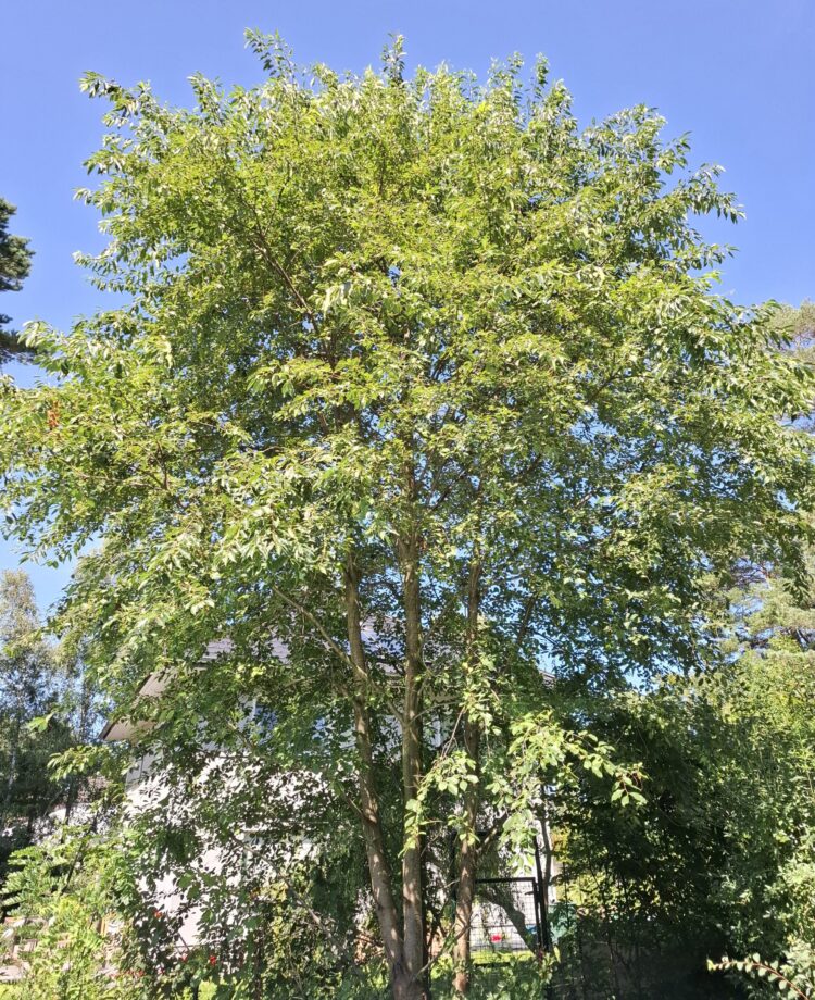 staudenknöterich bekämpfen