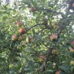 äpfel lagern