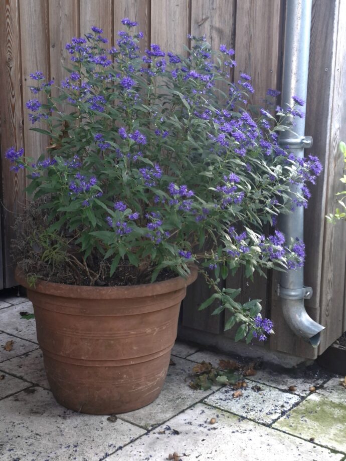 bartblume