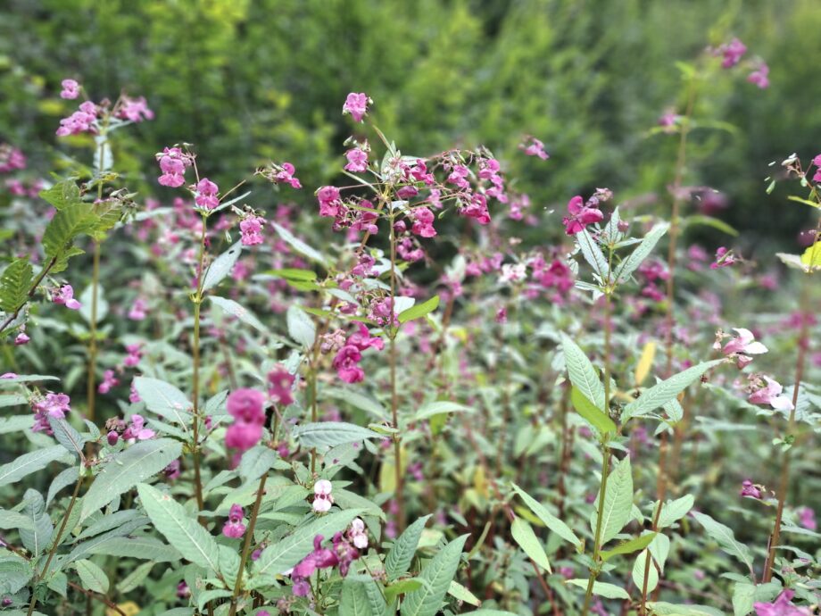 Drüsiges Springkraut Blüte
