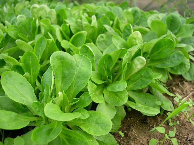 Feldsalat