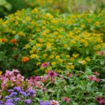Staudenbeet Pflanzplan Herbst