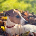 trockenfutter welpen