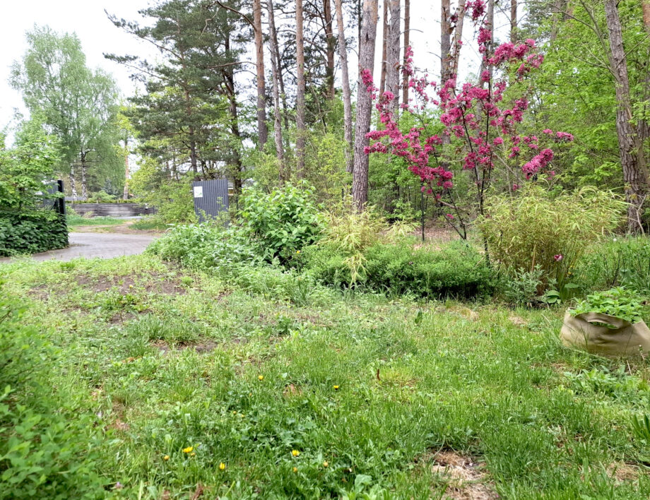 Vorgarten im Mai