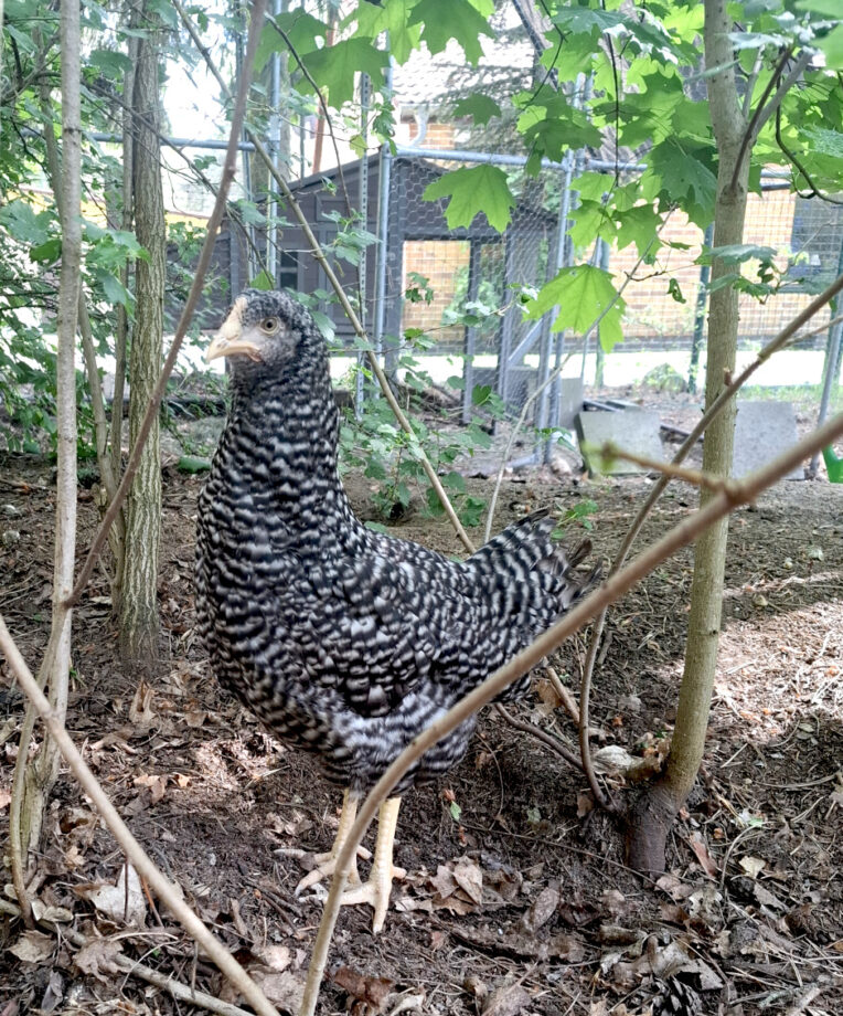 amrock huhn