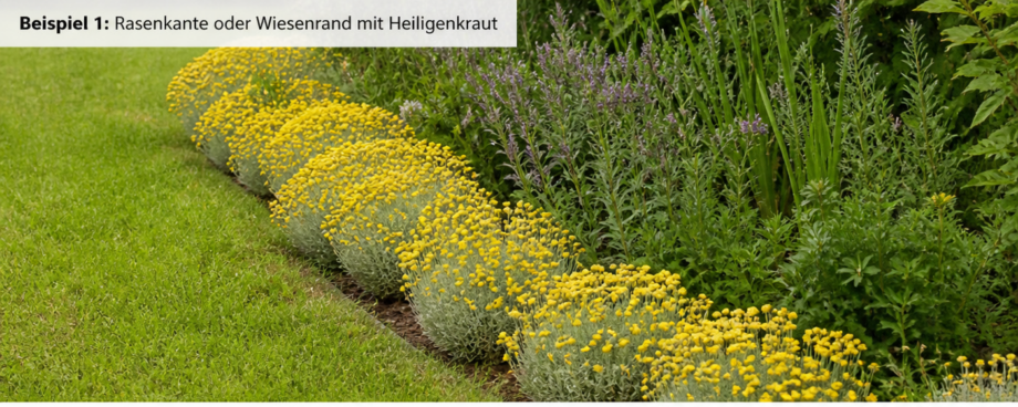 Heiligenkraut als Beeteinfassung