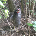 grünleger huhn