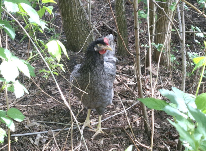 grünleger huhn