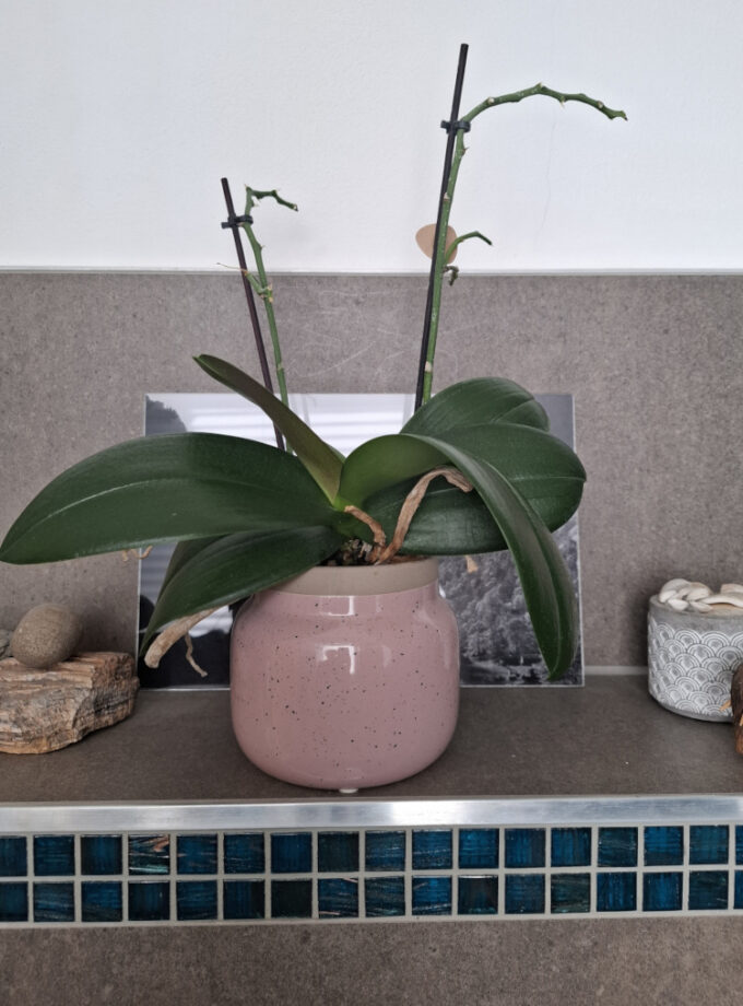 Orchideen gießen