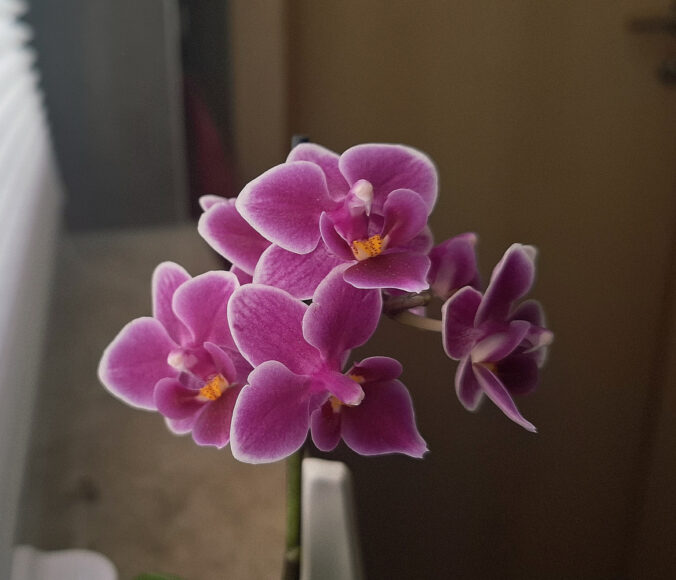 orchideen gießen
