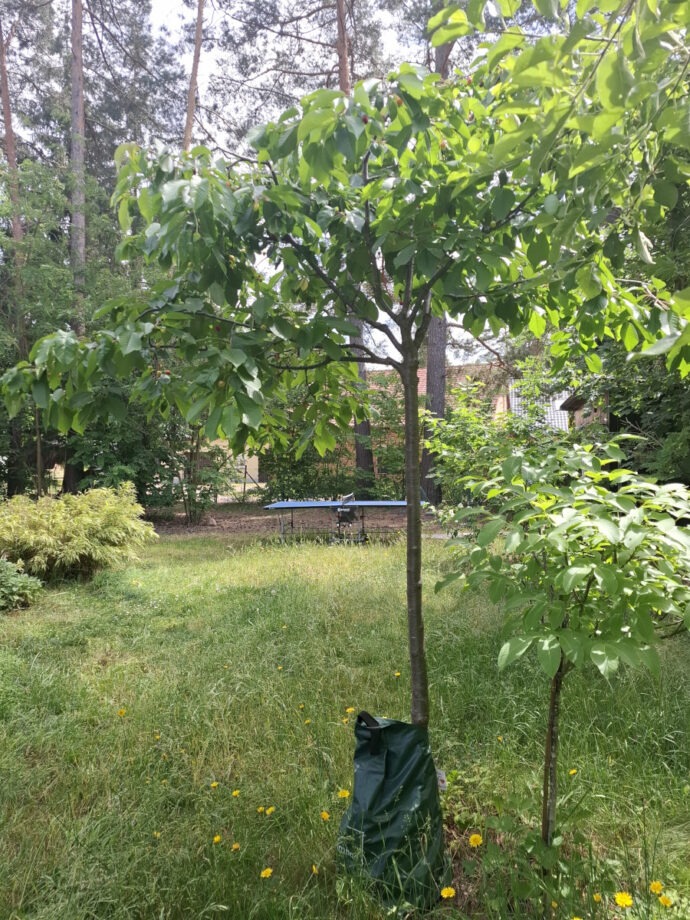 Sonnenschirm Kirschbaum