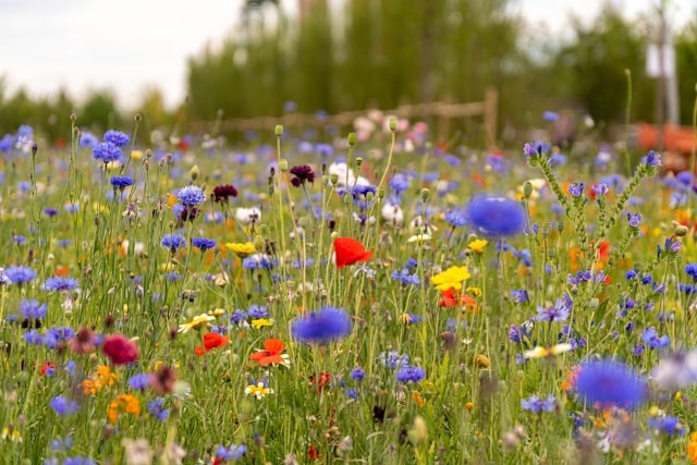 wiesenblumen für blumenstrauß
