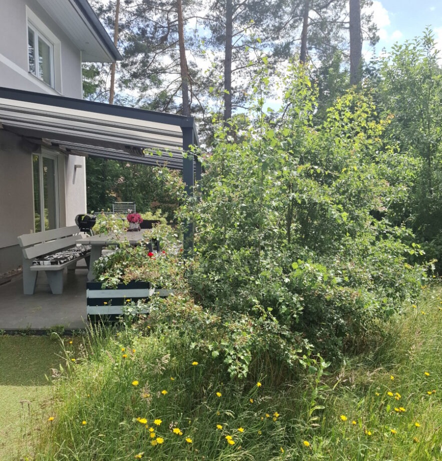Weissdorn als Terrassenumrandung