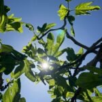 terrassenumrandung feigenbaum