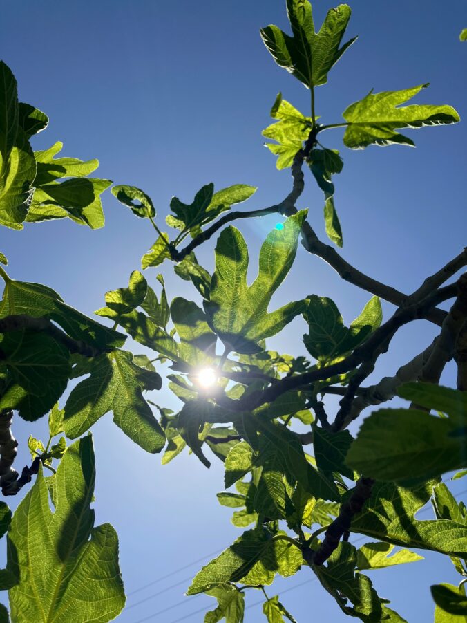 terrassenumrandung feigenbaum