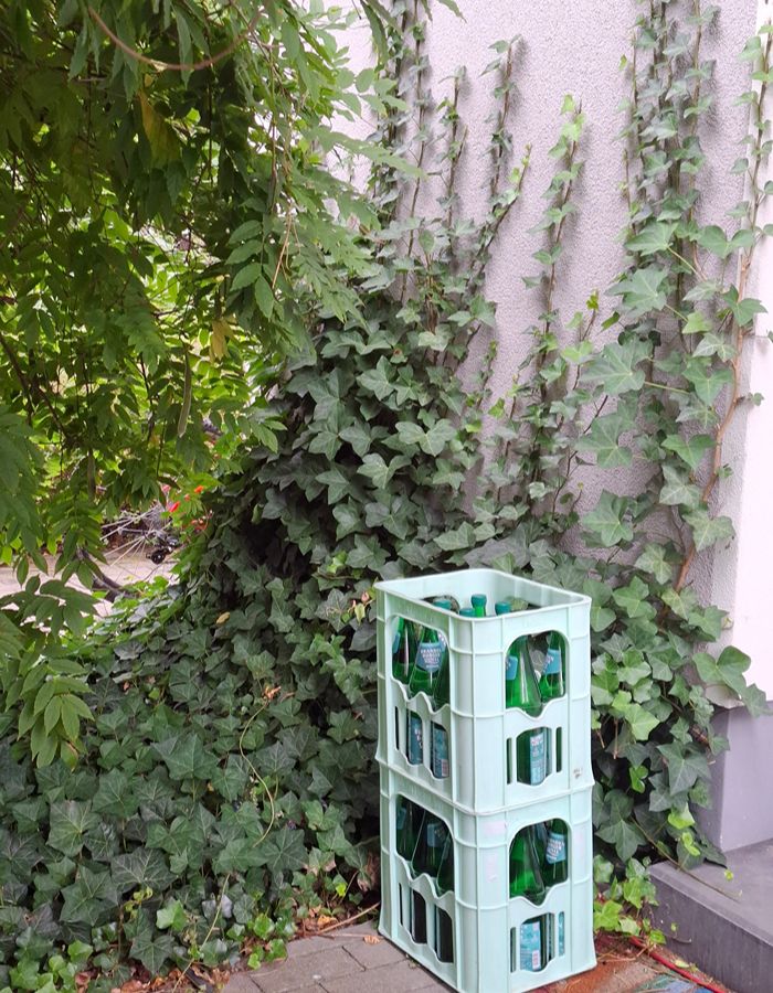 efeu