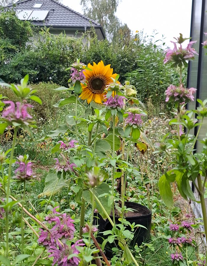 sonnenblume