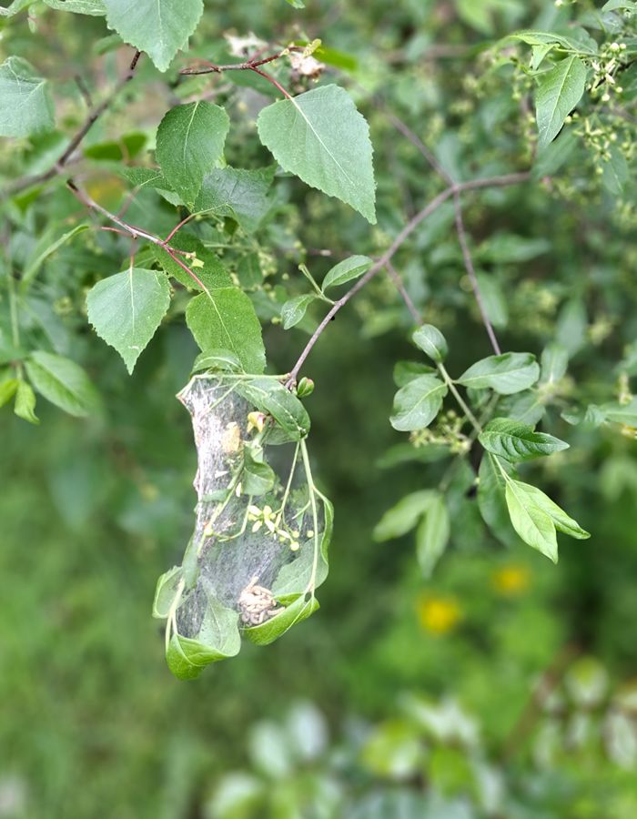 schädlinge nützlinge