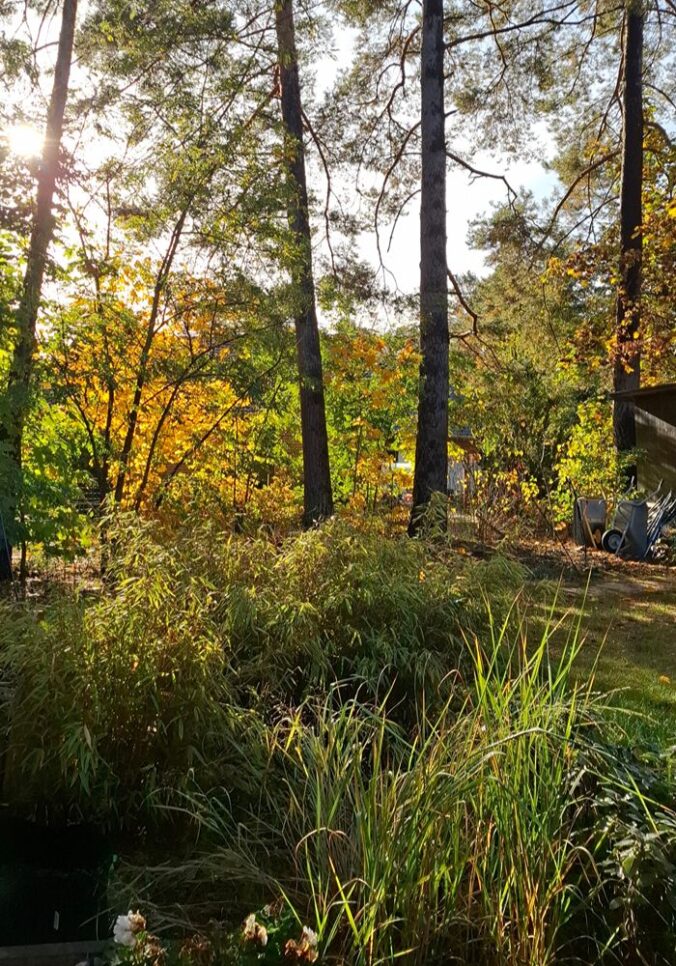 gartenbilder